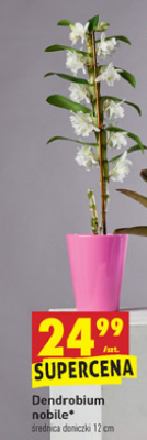 Dendrobium nobile 1-p臋dowy promocja