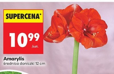 Amarylis promocja w Biedronka