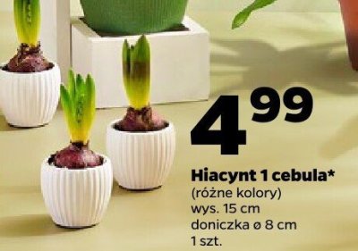 Hiacynt 1 cebula (różne kolory) promocja w Netto