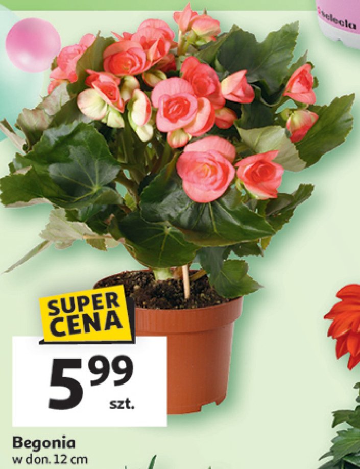 Begonia don. 12 cm promocja w Auchan