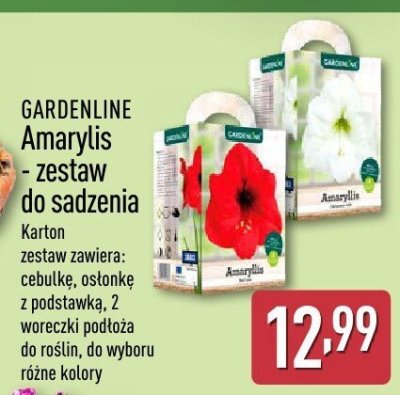 Amaryllis - zestaw do sadzenia promocja w Aldi