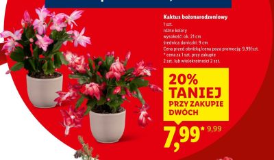 Kaktus bożonarodzeniowy różne kolory promocja w Lidl