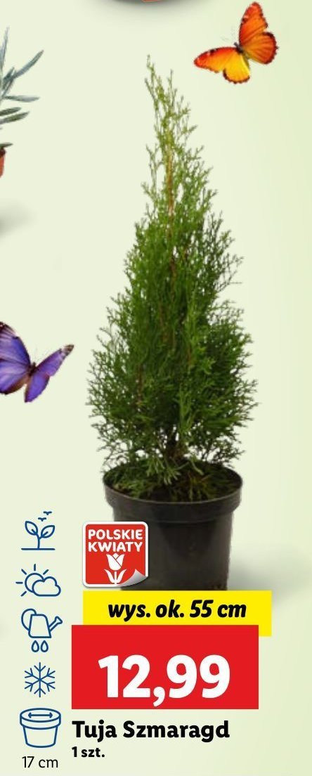 Tuja szmaragd don. 17 cm promocja