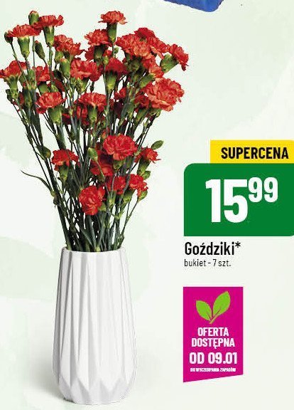 Goździk promocja w POLOmarket