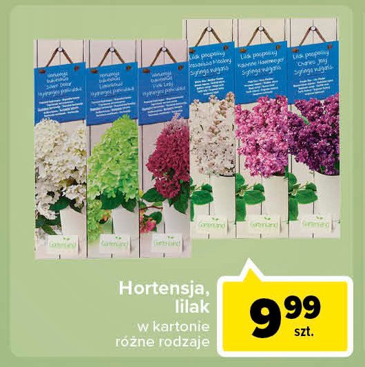 Hortensja kwitnąca w kartonie biała promocja