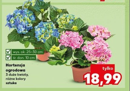 Hortensja ogrodowa 25-30 cm don. 10 cm promocja w Kaufland