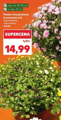 Polska chryzantema krzewiasta trio promocja w Kaufland