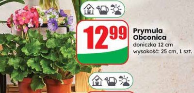Prymula Obconica doniczka 12 cm wysokość: 25 cm promocja w Dino