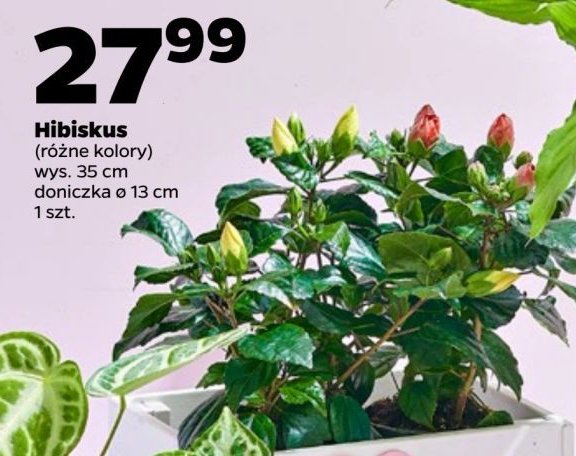 Hibiskus don. 13 cm promocja w Netto