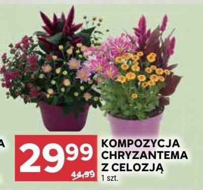 Kompozycja chryzantema z celozją promocja w Stokrotka