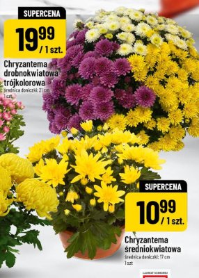 Chryzantema średniokwiatowa średnica doniczki 17 cm promocja w POLOmarket