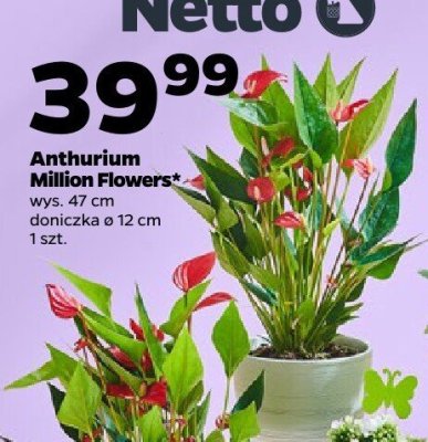 Roślina doniczkowa Anthurium Million Flowers promocja w Netto