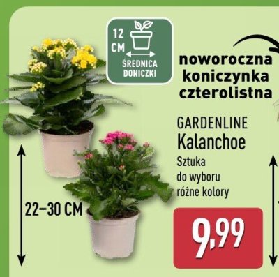 GARDENLINE Kalanchoe promocja w Aldi