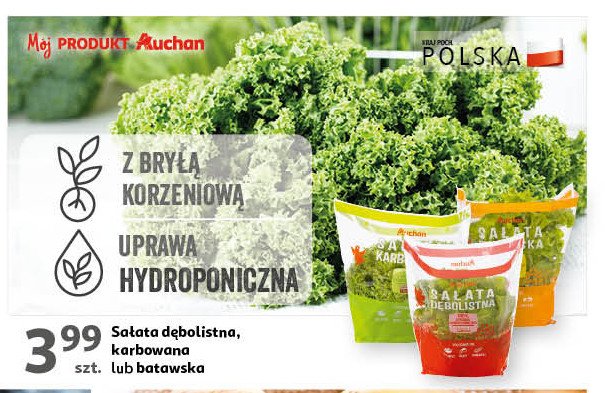 Sałata karbowana zielona Auchan różnorodne (logo czerwone) promocja