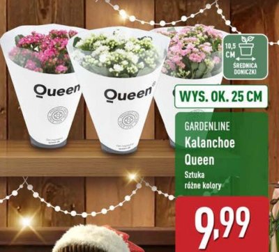 Kalanchoe Queen  promocja w Aldi