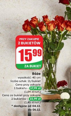 Róże wysokość 40 cm promocja w Dino
