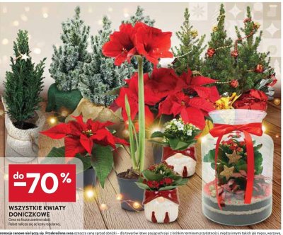 Wszystkie kwiaty doniczkowe promocja w Stokrotka