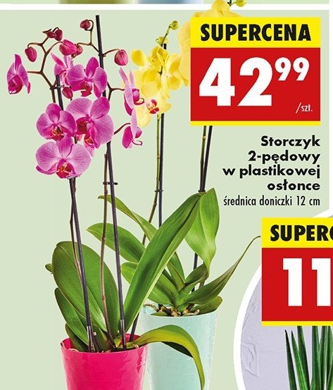 Storczyk 2-p臋dowy 12 cm promocja