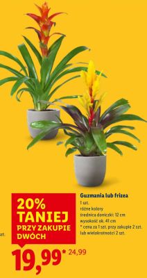 Guzmania lub frizea, różne kolory, 41 cm promocja w Lidl