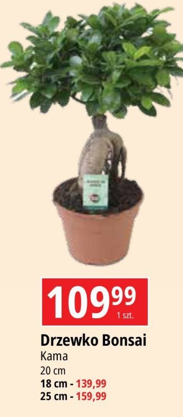 Drzewko bonsai 20 cm KAMA promocja