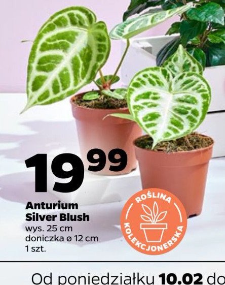 Anthurium silver blush 12 cm promocja