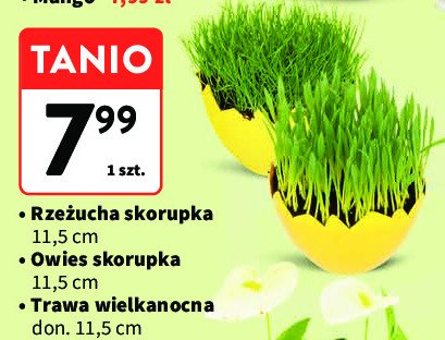 Owies w skorupce promocja
