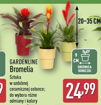 Bromelia  promocja w Aldi