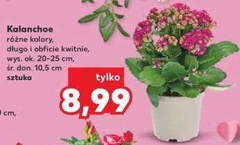 Kalanchoe promocja