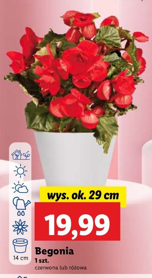 Begonia różowa promocja w Lidl