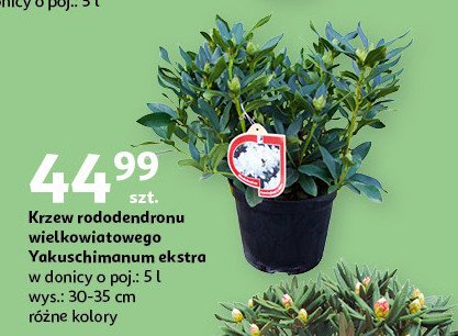 Krzew rododendronu yakushimanum ekstra don. 5 l promocja