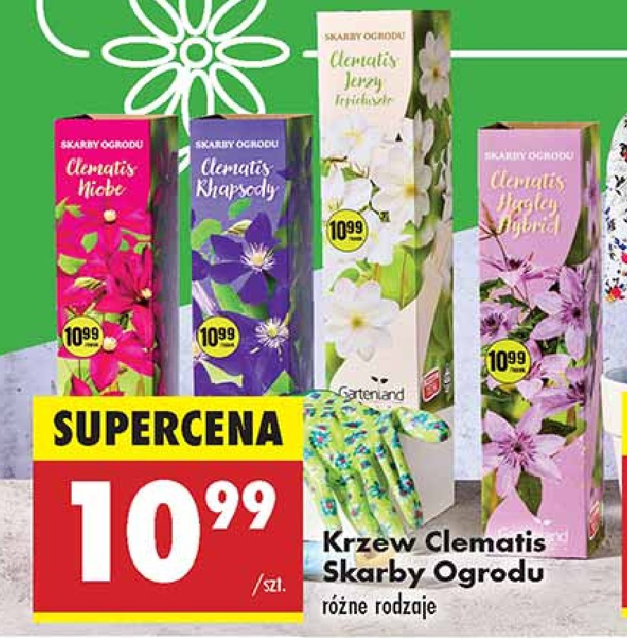 Krzew clematis Skarby ogrodu promocja