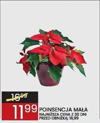 Poinsencja mała w doniczce promocja w Wafelek