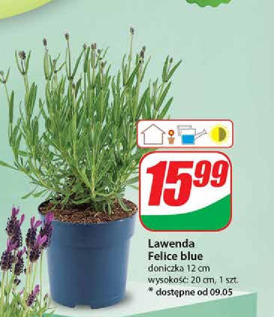 Lawenda felice light 12 cm promocja