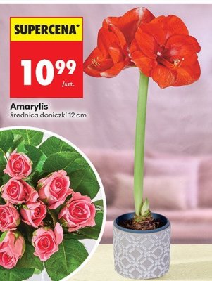 Od czwartku, Z ladą tradycyjną, strona 82 promocja w Biedronka