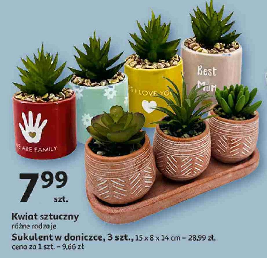 Sukulent 15 x 8 x 14 cm Actuel promocja