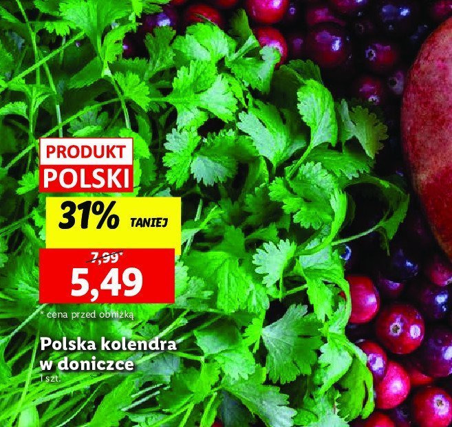 Kolendra w doniczce promocja