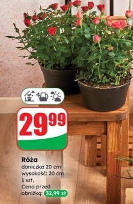 Róża doniczka 20 cm  promocja w Dino