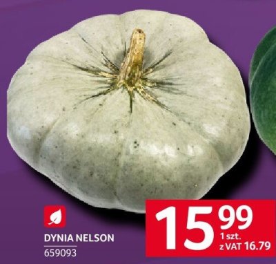 Dynia promocja w Selgros