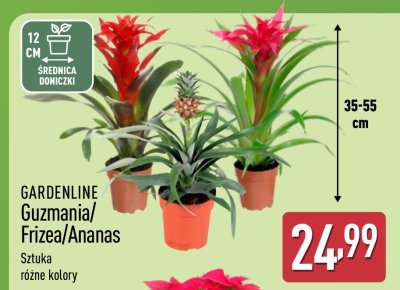 Ananas różne kolory promocja w Aldi