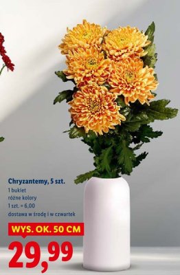 Chryzantemy 5 szt. promocja w Lidl