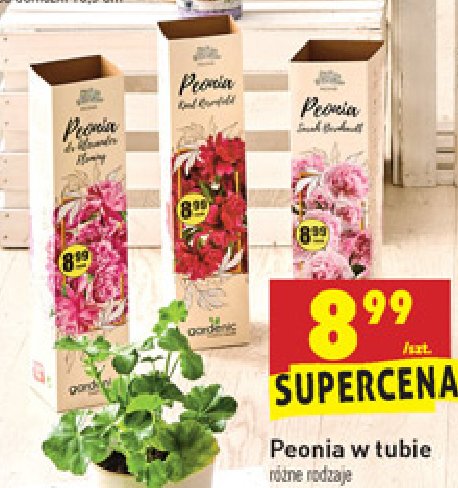 Peonia w tubie promocja