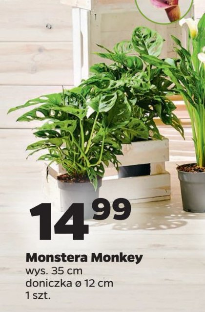 Monstera monkey mask 12 cm promocja