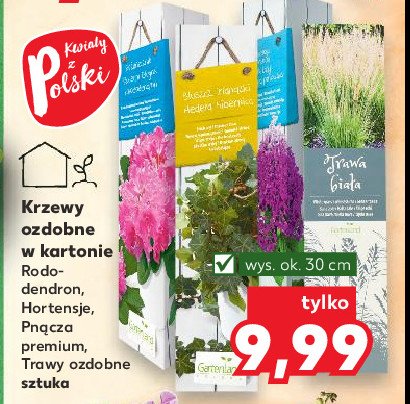 Rododendron w kartonie promocja