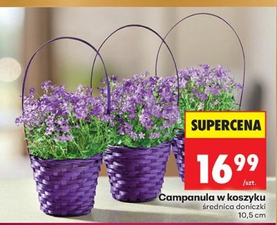 Campanula w koszyku średnica doniczki 10.5 cm promocja w Biedronka