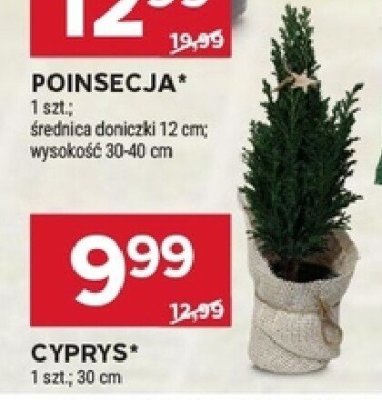 Cyprys promocja w Stokrotka