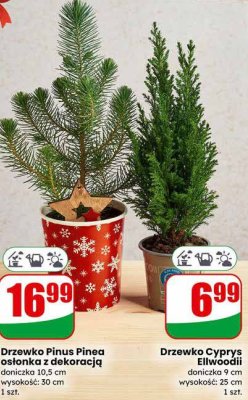 Drzewko Cyprys Ellwoodii doniczka 9 cm, wysokość: 25 cm promocja w Dino