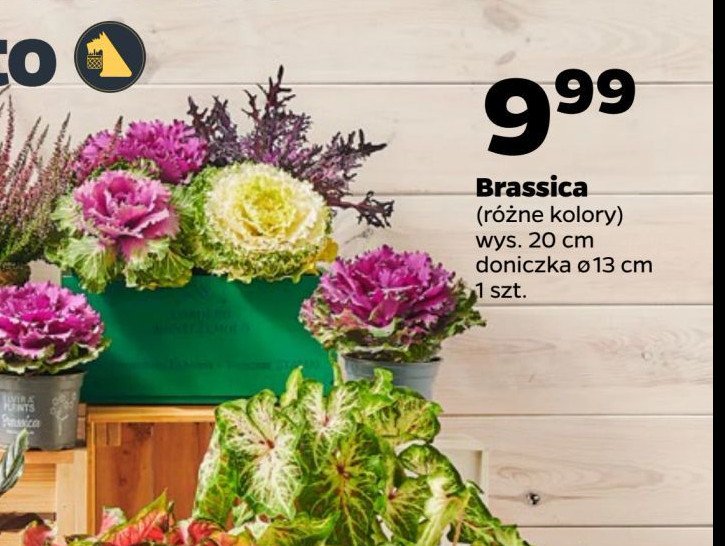 Brassica promocja