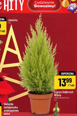 Gwiazda betlejemska wielopędowa extra promocja w POLOmarket