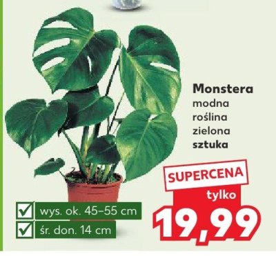 Monstera modna roślina zielona promocja w Kaufland