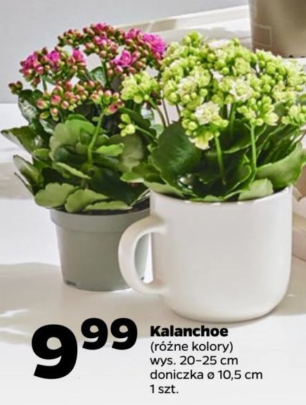 Kalanchoe don. 10.5 cm promocja